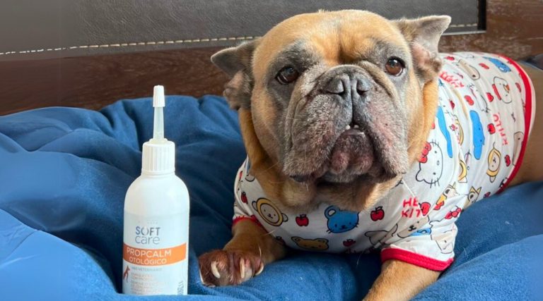 Como usar própolis para problemas de pele em cães e gatos | Soft Care